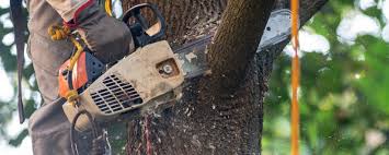 Best Storm Damage Tree Cleanup  in Gooding, ID