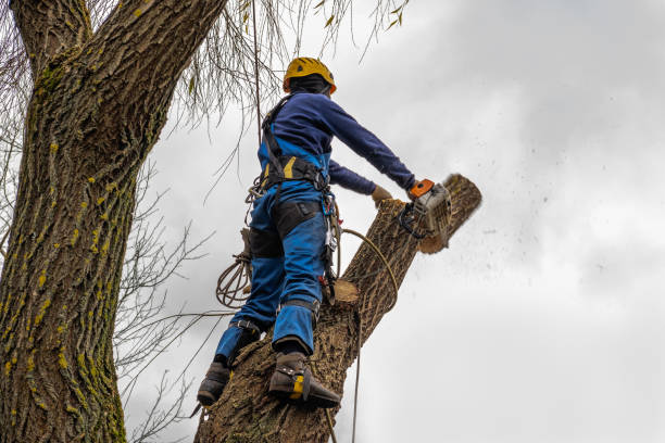 Best Tree Maintenance Programs  in Gooding, ID