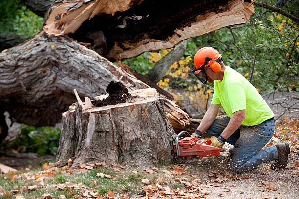 Best Tree Removal  in Gooding, ID