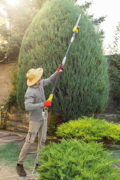 Best Tree and Shrub Care  in Gooding, ID