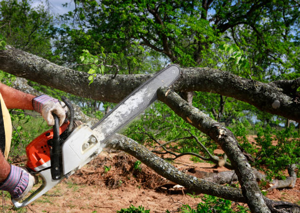 Best Tree Risk Assessment  in Gooding, ID